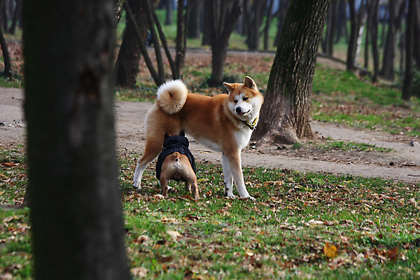 포토 JPG 해외이미지 동물 공원 자연 사람없음 반려동물 일본 힘 우정 게임 용기 자신감 개 강아지 큼 근육질 고체 지능 힘찬 해외202004 해외포토 그릇 공공시설 감정 아시아 컨셉 포유류 놀이 근육 친구 크기 몸매 생태계 파일형식 이미지허브