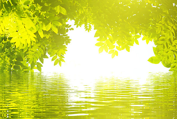 포토 JPG 해외이미지 식물 계절 호수 물결 줄기 백그라운드 잎 밭 자연 날씨 건강 풍경 잔디 사람없음 야외 초록색 물 여름 파란색 강 햇빛 평화 환경 정원 화목 침묵 봄 활발 성장 물방울 신선 빗방울 허브 순수 내추럴 생태학 카피스페이스 해외202004 해외포토 자연요소 교육 컬러 컨셉 농업 태양 소리 공백 비_날씨 생태계 파일형식 이미지허브