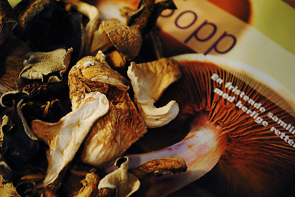 포토 JPG 해외이미지 재료 건조 건강 요리 사람없음 버섯 곰팡이 채식주의자 비건 해외202004 해외포토 채식 파일형식 이미지허브