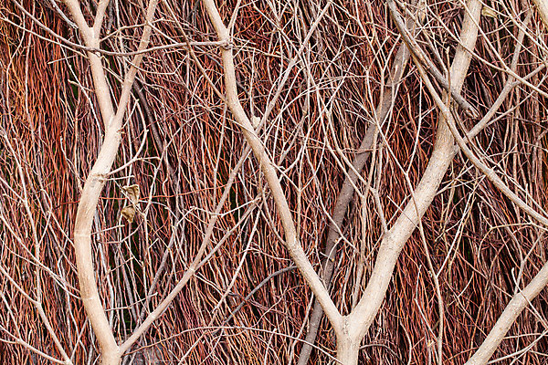 포토 JPG 해외이미지 나무 식물 백그라운드 패턴 자연 표면 추상 건조 사람없음 야외 목재 울타리 갈색 환경 정원 검은색 전선 나뭇가지 붓 막대기 보호 묶기 타일 묘사 유기농 생태계 질감 철사 내추럴 해외202004 해외포토 웰빙 컬러 컨셉 무늬 재료 모션 담장 파일형식 이미지허브