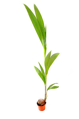 포토 JPG 해외이미지 나무 식물 1 잎 과일 자연 손바닥 사람없음 여름 견과류 흰색 큼 오브젝트 싱글 코코넛 내추럴 고립 채식주의자 해외202004 해외포토 손 계절 컬러 크기 생태계 채식 파일형식 이미지허브