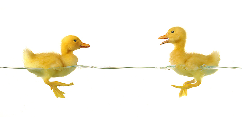 포토 JPG 해외이미지 동물 1 어린이 백그라운드 2 농업 가족 조류 휴가 부활절 새로움 오리 함께함 병아리 사랑 사람없음 물 반려동물 갈색 노란색 계란 수영 치킨 봄 꿈 흰색 시골 아기 신생아 뜨거움 작음 깃털 만족 부리 부드러움 거위 고립 돌봄 밭일 흥미 해외202004 해외포토 자연요소 계절 기념일 감정 산업 컬러 컨셉 관계 모션 사람 알 수상스포츠 감각 크기 닭고기요리 파일형식 이미지허브