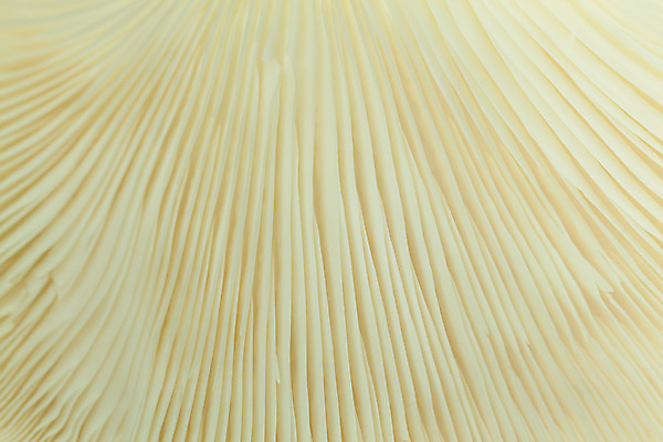 포토 JPG 해외이미지 잡화 음식 백그라운드 농업 다이어트 채소 재료 건강 요리 사람없음 갈색 식당 식사 저녁식사 버섯 굴 신선 그룹 맛 먹기 준비 질감 생물학 영수증 내추럴 곰팡이 식용 해외202004 해외포토 교육 산업 컬러 컨셉 모션 어패류 금융 상점 파일형식 이미지허브