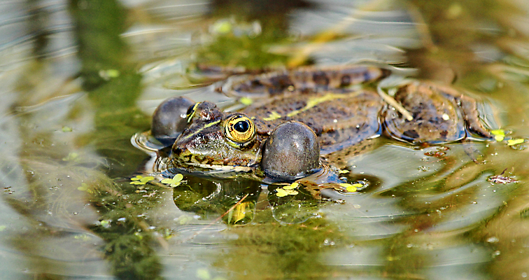 포토 JPG 해외이미지 나무 동물 척추동물 1 응시 남자 야생동물 백그라운드 파충류 아프리카 자연 생물 실내 종류 개구리 양서류 사람 사람없음 가로 초록색 물 파란색 갈색 노란색 우주 젖음 금지 흰색 연못 큼 자르기 가득함 슛 길이 두꺼비 고립 테마 차단 해외202004 해외포토 자연요소 식물 시선 나라 컬러 모션 내부 크기 생태계 파일형식 이미지허브