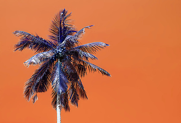 포토 JPG 해외이미지 나무 섬 여행 백그라운드 컨셉 잎 자연 하늘 휴가 휴식 열대 손바닥 풍경 사람없음 야외 초록색 여름 컬러풀 야자수 침묵 꿈 흰색 고급 휴양지 코코넛 내추럴 이국적 터키석 파라다이스 해외202004 해외포토 식물 손 계절 컬러 과일 소리 장소 보석 생태계 파일형식 이미지허브