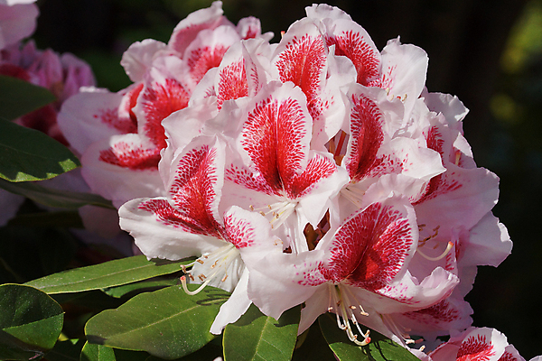 포토 JPG 해외이미지 식물 공원 꽃 자연 사람없음 야외 정원 봄 벚꽃 개화 닫기 진달래 관목 원예 화단 해외202004 해외포토 나무 계절 공공시설 모션 취미 생태계 파일형식 이미지허브