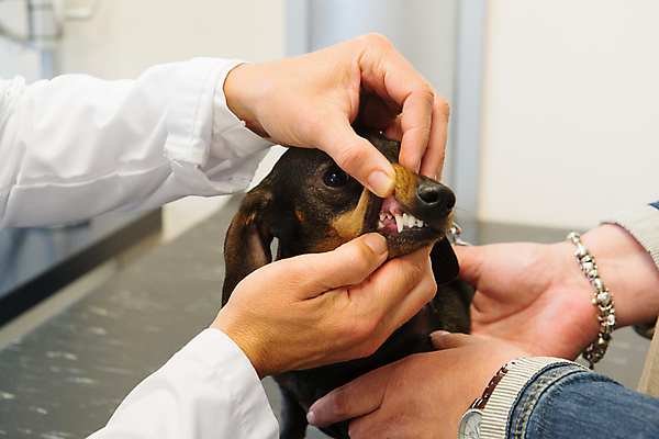 포토 JPG 해외이미지 한마리 손 실내 신체부위 진료 잡기 강아지 닥스훈트 검사_조사 동물병원 치아건강 해외202004 해외포토 1 의학 모션 건강 병원 사람 내부 반려동물 개 파일형식 이미지허브