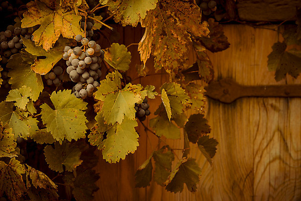 포토 JPG 해외이미지 디자인 계절 유럽 백그라운드 컨셉 단풍 잎 농업 오렌지 과일 포도 프레임 독일 매달리기 사람없음 컬러풀 농장 농경지 노란색 활발 수확 가을 시골 9월 11월 부식 복고 포도밭 10월 강렬 숙성 카피스페이스 해외202004 해외포토 식물 나라 산업 컬러 밭 모션 공백 날짜 파일형식 이미지허브