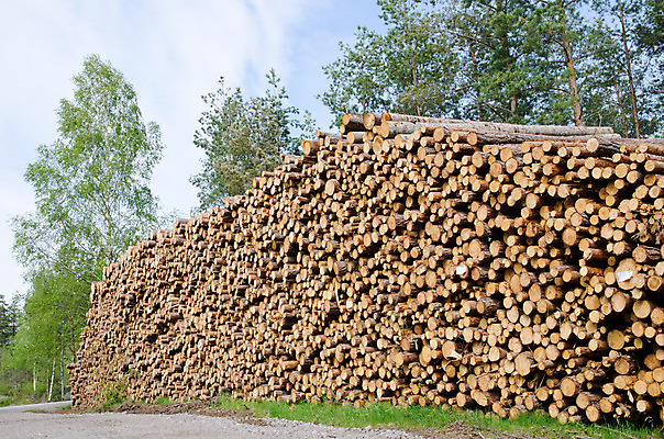 포토 JPG 해외이미지 나무 산업 하늘색 백그라운드 패턴 비즈니스 자연 하늘 추상 스웨덴 사람없음 야외 목재 가로 파란색 갈색 쌓기 환경 재활용 반지 소나무 원형 장작 유기농 질감 나무껍질 잡동사니 흙더미 생태학 수목 해외202004 해외포토 도형 식물 웰빙 교육 컬러 무늬 재료 장신구 모션 북유럽 흙 껍질 친환경 생태계 파일형식 더미 이미지허브