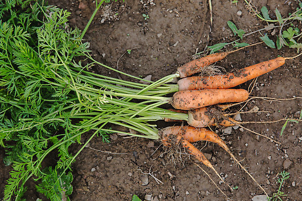 포토 JPG 해외이미지 전통 라이프스타일 음식 채소 자연 건강 사람없음 흙 당근 수확 다발 유기농 밭일 홈메이드 해외202004 해외포토 웰빙 농업 뿌리채소 생활 생태계 만들기 파일형식 이미지허브