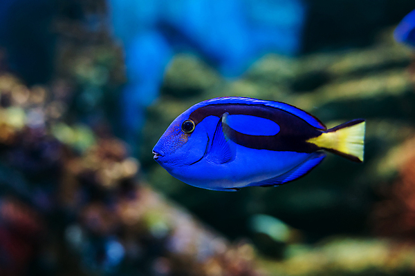 포토 JPG 해외이미지 동물 야생동물 모래 바다 자연 어류 사람없음 물 파란색 반려동물 검은색 수중 수영 활발 광대 산호 닫기 다이빙 탱크 암초 수족관 유카탄 강렬 동물상 리갈 소금물 아네모네 해외202004 해외포토 자연요소 꽃 컬러 컨셉 모션 멕시코 조형물 수중동물 수상스포츠 자포동물 생태계 수중스포츠 파일형식 이미지허브