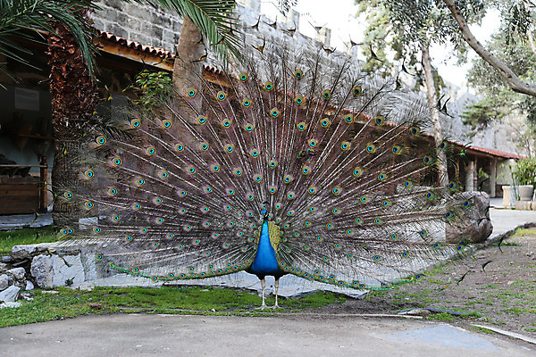 포토 JPG 해외이미지 동물 남자 야생동물 패턴 자연 조류 사람없음 초록색 파란색 컬러풀 활발 공작 깃털 꼬리 부리 보여주기 해외202004 해외포토 컬러 컨셉 무늬 모션 사람 생태계 파일형식 이미지허브
