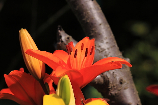 포토 JPG 해외이미지 식물 디자인 꽃잎 꽃 줄기 분홍색 꽃다발 백그라운드 잎 꽃무늬 자연 선물 사람없음 장식 빨간색 초록색 노란색 정원 봄 성장 벚꽃 흰색 축하 신선 개화 우아함 꽃집 순수 묘사 싱글 향기 냄새 꽃가루 고립 해외202004 해외포토 계절 컬러 컨셉 무늬 상점 가루 생태계 파일형식 이미지허브