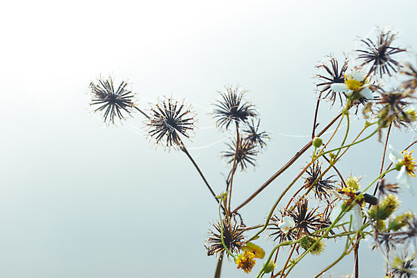 포토 JPG 해외이미지 식물 꽃 백그라운드 자연 아침 사람없음 물 여름 웹 젖음 안개 물방울 그물 떨어짐 이슬 거미줄 빗방울 거미 내추럴 해외202004 해외포토 주간 자연요소 계절 곤충 컨셉 인터넷 날씨 비_날씨 생태계 파일형식 이미지허브