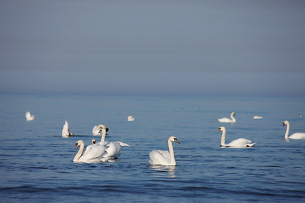 포토 JPG 해외이미지 동물 호수 야생동물 백그라운드 날개 자연 조류 추상 풍경 사람없음 야외 물 빛 반려동물 수영 화목 침묵 흰색 황무지 우아함 심볼 순수 깃털 백조 장면 솜털 내추럴 단아함 해외202004 해외포토 자연요소 컬러 컨셉 무늬 소리 수상스포츠 생태계 파일형식 이미지허브