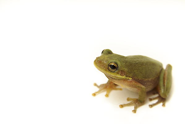 포토 JPG 해외이미지 나무 동물 응시 야생동물 생각 자연 개구리 양서류 앉기 사람없음 초록색 달리기 점프 검은색 닫기 보호 싱글 흰배경 청개구리 고립 배려 성격 어려움 혼자 카피스페이스 플로리다 끈적임 해외202004 해외포토 식물 시선 컬러 백그라운드 컨셉 모션 미국 공백 흰색 생태계 파일형식 이미지허브