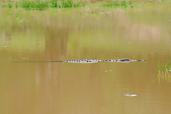 포토 JPG 해외이미지 나무 동물 공원 아시아 호수 야생동물 여행 파충류 사람없음 행운 숲 12월 사파리 육식동물 악어 스리랑카 이국적 해외202004 해외포토 식물 공공시설 나라 컨셉 날짜 파일형식 이미지허브