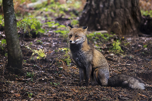 포토 JPG 해외이미지 동물 응시 야생동물 포유류 자연 사람없음 갈색 모피 손목시계 코 사냥 여우 육식동물 사냥꾼 송곳니 포식 해외202004 해외포토 직업 시선 시계 컬러 장신구 신체부위 치아 생태계 파일형식 이미지허브