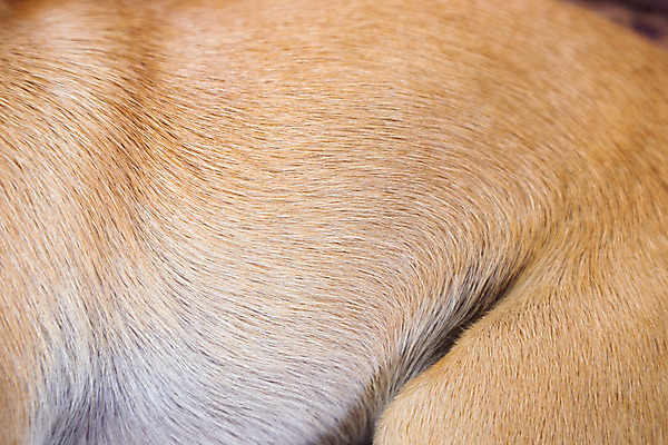 포토 JPG 해외이미지 동물 디자인 백그라운드 패턴 자연 추상 프레임 털 사람없음 빨간색 갈색 노란색 우주 흰색 황금 우아함 닫기 개 그늘 가득함 피부 질감 솜털 늑대 송곳니 내추럴 해외202004 해외포토 컬러 컨셉 무늬 포유류 모션 신체부위 치아 생태계 파일형식 이미지허브