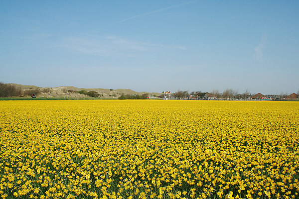 포토 JPG 해외이미지 식물 전통 꽃 농업 전구 풍경 사람없음 농장 튤립 네덜란드 밭일 해외202004 해외포토 유럽 산업 파일형식 이미지허브