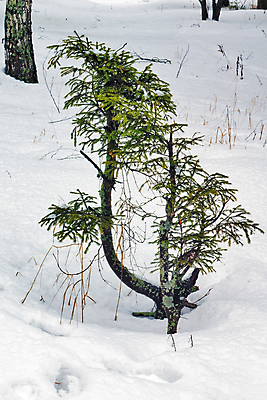 포토 JPG 해외이미지 나무 겨울 바람 날씨 휴식 건조 풍경 사람없음 목재 세로 갈색 침묵 소나무 숲 통나무 전나무 생태학 해외202004 해외포토 자연요소 식물 계절 교육 컬러 컨셉 재료 소리 파일형식 이미지허브