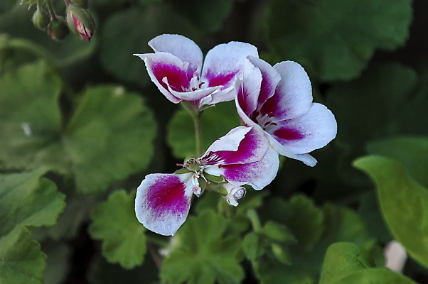 포토 JPG 해외이미지 식물 꽃 사람없음 초록색 컬러풀 장미 정원 흰색 해외202004 해외포토 컬러 파일형식 이미지허브