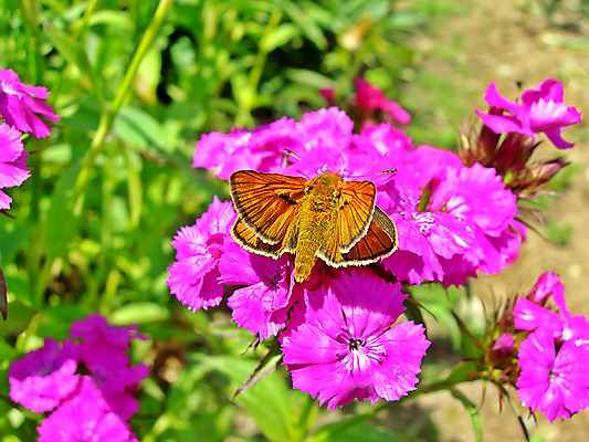 포토 JPG 해외이미지 식물 꽃 실루엣 나비 곤충 백그라운드 잎 농업 날개 오렌지 자연 하늘 날씨 그림자 사람없음 장식 빨간색 초록색 여름 파란색 빛 햇빛 검은색 페인트 줄무늬 작음 제비꽃 오브젝트 싱글 생태계 데이지 꽃가루 자작나무 정맥 남쪽 해외202004 해외포토 나무 동물 계절 산업 컬러 무늬 과일 촬영기법 태양 크기 가루 방향 혈관 파일형식 이미지허브