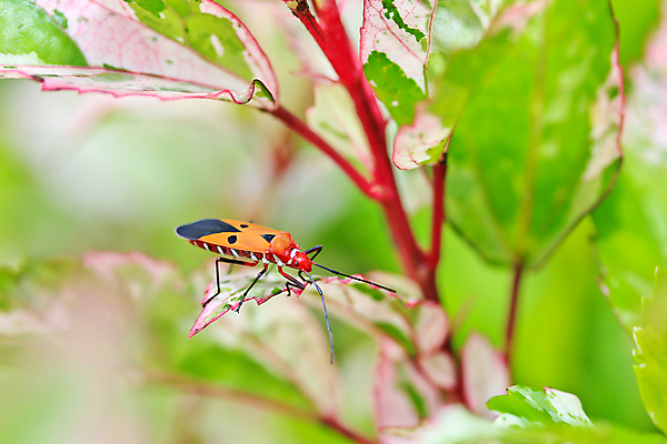 포토 JPG 해외이미지 나무 동물 1 응시 야생동물 분홍색 곤충 잎 절지류 신체 태국 뿔 안테나 종류 사람없음 빨간색 머리 거친 벌레 작음 묘사 오르기 동물상 울퉁불퉁 해외202004 해외포토 식물 시선 아시아 컬러 통신 모션 신체부위 조형물 크기 파일형식 이미지허브