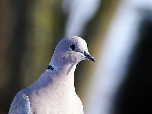 포토 JPG 해외이미지 동물 야생동물 백그라운드 날개 자연 조류 사람없음 목재 초록색 컬러풀 노란색 정원 검은색 나뭇가지 관찰 황무지 작음 큼 깃털 부리 내추럴 수유 해외202004 해외포토 나무 컬러 재료 모션 크기 생태계 파일형식 이미지허브
