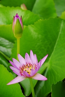 포토 JPG 해외이미지 식물 공원 꽃 호수 분홍색 백그라운드 꽃무늬 자연 표면 연꽃 사람없음 초록색 물 연못 개화 백합 내추럴 해외202004 해외포토 자연요소 공공시설 컬러 무늬 생태계 파일형식 이미지허브