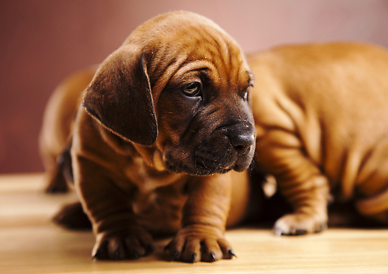 포토 JPG 해외이미지 반려견 새끼 실내 세마리 앉기 사람없음 반려동물 귀여움 강아지 닥스훈트 갈색배경 해외202004 해외포토 동물 백그라운드 컨셉 모션 3 내부 갈색 개 파일형식 이미지허브