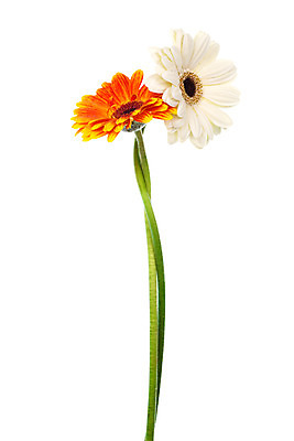 포토 JPG 해외이미지 식물 꽃잎 꽃 줄기 백그라운드 2 꽃무늬 오렌지 자연 발렌타인데이 선물 사람없음 빨간색 세로 초록색 물 노란색 침묵 봄 벚꽃 흰색 신선 떨어짐 꽃집 오브젝트 고립 해외202004 해외포토 자연요소 계절 컬러 컨셉 무늬 과일 데이이벤트 상점 소리 생태계 파일형식 이미지허브