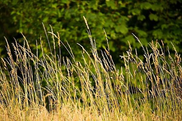 포토 JPG 해외이미지 백그라운드 농업 풍경 사람없음 초록색 여름 노란색 환경 시골 칼날 황금 순수 에코 유기농 생태계 생태학 해외202004 해외포토 웰빙 계절 교육 산업 컬러 컨셉 파일형식 이미지허브