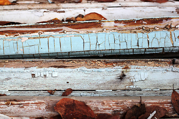 포토 JPG 해외이미지 디자인 백그라운드 자연 표면 날씨 사람없음 목재 파란색 울타리 갈색 어둠 페인트 수확 가을 흰색 판넬 거친 널 질감 복고 내추럴 구식 그런지 옛날 해외202004 해외포토 나무 계절 컬러 농업 재료 담장 생태계 파일형식 이미지허브