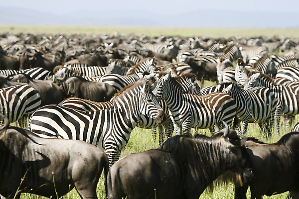 포토 JPG 해외이미지 동물 야생동물 밭 아프리카 자연 휴가 따뜻함 국립공원 사람없음 뜨거움 사파리 얼룩말 케냐 세렝게티 탄자니아 해외202004 해외포토 공원 나라 농업 말_동물 생태계 파일형식 이미지허브