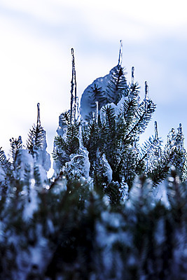포토 JPG 해외이미지 나무 식물 계절 백그라운드 크리스마스 겨울 자연 날씨 사람없음 야외 목재 초록색 물 빛 햇빛 태양 환경 냉동 얼음 추위 흰색 나뭇가지 소나무 떨어짐 숲 크리스탈 서리 상록수 침엽수 전나무 내추럴 눈내림 가문비나무 해외202004 해외포토 자연요소 기념일 컬러 컨셉 재료 눈_날씨 광석 생태계 파일형식 이미지허브