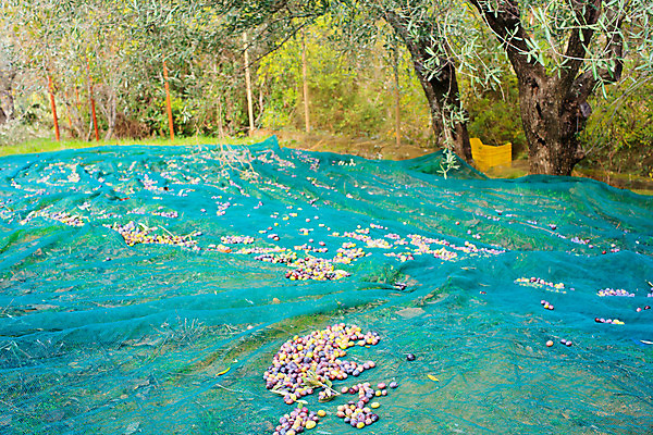 포토 JPG 해외이미지 나무 손 디자인 음식 잎 농업 다이어트 채소 과일 재료 사다리 자연 건강 요리 서기 사람없음 초록색 정원 검은색 이탈리아 수확 골동품 나뭇가지 시골 신선 그물 맛 지중해 올리브 내추럴 해외202004 해외포토 식물 열매 유럽 산업 바다 컬러 컨셉 모션 신체부위 도구 생태계 파일형식 이미지허브