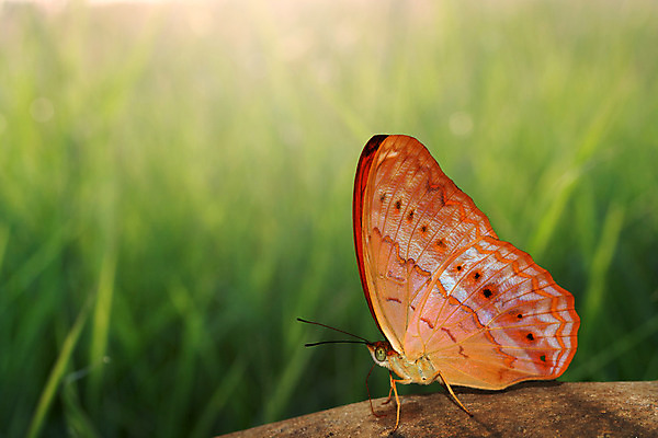 포토 JPG 해외이미지 동물 계절 나비 곤충 백그라운드 잎 오렌지 자연 바람 사람없음 초록색 여름 빛 컬러풀 햇빛 환경 정원 봄 닫기 내추럴 해외202004 해외포토 자연요소 식물 컬러 과일 모션 날씨 태양 생태계 파일형식 이미지허브