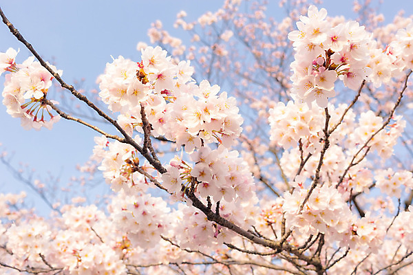 포토 JPG 해외이미지 주간 사람없음 야외 봄 벚꽃 나뭇가지 해외202004 해외포토 자연요소 나무 계절 꽃 파일형식 이미지허브
