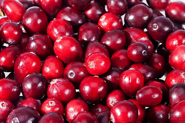 포토 JPG 해외이미지 열매 음식 백그라운드 크리스마스 다이어트 과일 재료 자연 디저트 건강 사람없음 빨간색 가을 신선 달콤 맛 먹기 성분 추수감사절 흙더미 내추럴 채식주의자 크랜베리 해외202004 해외포토 식물 계절 기념일 기독교 컬러 컨셉 모션 흙 생태계 채식 파일형식 더미 이미지허브