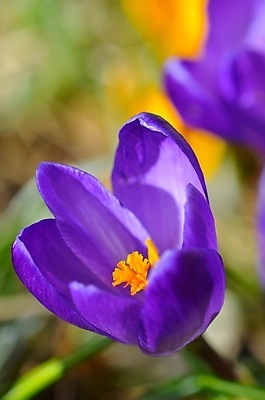 포토 JPG 해외이미지 꽃 사람없음 봄 해외202004 해외포토 식물 계절 파일형식 이미지허브