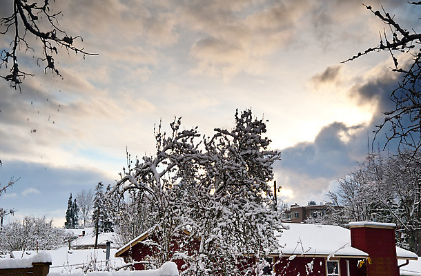 포토 JPG 해외이미지 나무 식물 외관 계절 겨울 자연 하늘 지붕 날씨 주택 사람없음 야외 건물 냉동 미국 추위 흰색 도시 타운 시애틀 워싱턴 해외202004 해외포토 건축물 컬러 북아메리카 생태계 파일형식 이미지허브