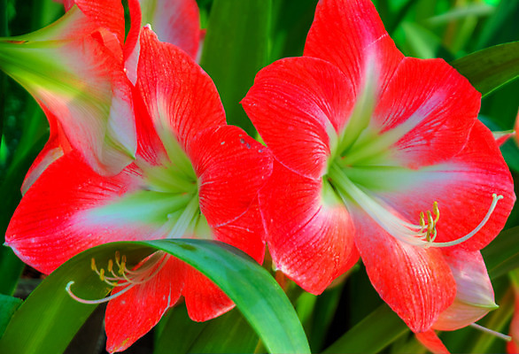 포토 JPG 해외이미지 식물 계절 꽃잎 꽃 꽃다발 백그라운드 꽃무늬 자연 선물 사람없음 장식 초록색 여름 머리 정원 스파 화목 봄 활발 개화 난초 고급 우아함 맛 냄새 아로마 향 단아함 해외202004 해외포토 컬러 컨셉 무늬 신체부위 생태계 파일형식 이미지허브