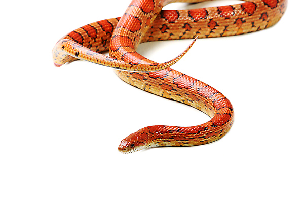 포토 JPG 해외이미지 동물 응시 야생동물 새끼 백그라운드 곡선 오렌지 파충류 자연 옥수수 사람없음 반려동물 우주 흰색 뱀 위험 흰배경 눈금 멸종 기어가기 나쁜 고립 이국적 해외202004 해외포토 시선 선 컬러 컨셉 과일 모션 곡류 생태계 파일형식 이미지허브