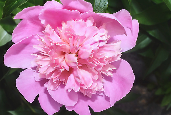 포토 JPG 해외이미지 식물 계절 공원 꽃잎 꽃 분홍색 백그라운드 잎 자연 새로움 사람없음 야외 장식 초록색 여름 빛 정원 보라색 봄 시골 개화 고급 관목 원예 향기 화단 시트 작약 해외202004 해외포토 나무 공공시설 컬러 컨셉 취미 생태계 냄새 파일형식 이미지허브