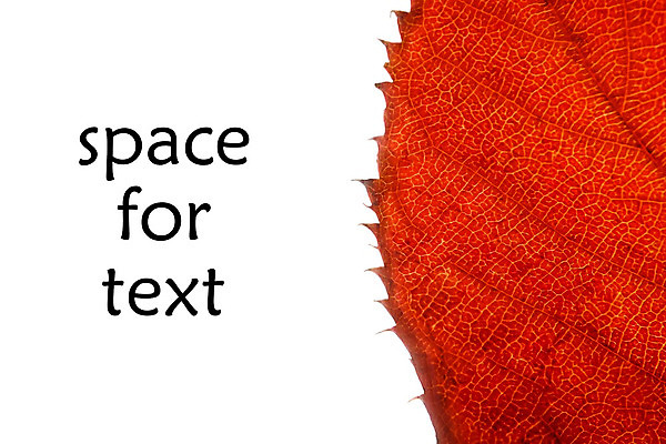 포토 JPG 해외이미지 나무 식물 디자인 계절 백그라운드 단풍 잎 패턴 오렌지 과일 자연 추상 프레임 미술 잔디 사람없음 목재 장식 빨간색 초록색 여름 빛 컬러풀 햇빛 태양 노란색 환경 가을 흰색 신용카드 황금 작음 9월 허브 질감 10월 내추럴 고립 옛날 해외202004 해외포토 자연요소 컬러 무늬 재료 문화예술 금융 날짜 크기 생태계 파일형식 이미지허브