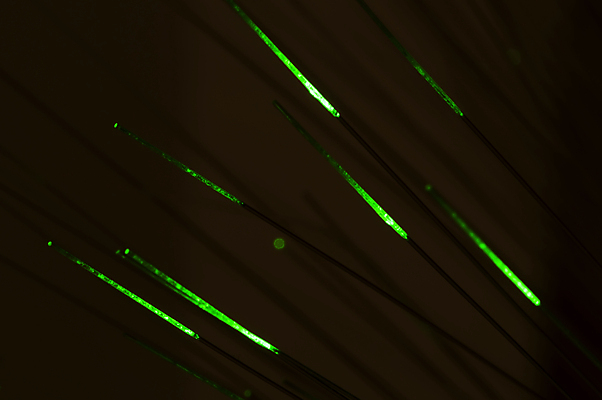 포토 JPG 해외이미지 과학 백그라운드 이동 컨셉 곡선 인터넷 통신 모션 추상 미래 기술 사람없음 초록색 빛 글로벌 디지털 검은색 자료 흐름 정보 점 네트워크 개울 연결 신호 공상 섬유 개발 테크노 필라멘트 해외202004 해외포토 선 컬러 무늬 강 직물 파일형식 이미지허브