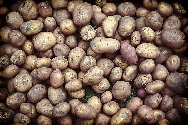 포토 JPG 해외이미지 식물 전통 문화 지구 음식 백그라운드 밭 농업 다이어트 채소 자연 감자 사람없음 야외 초록색 여름 농작물 농장 농경지 갈색 정원 흙 수확 성장 시골 신선 맛 큼 땅 유기농 질감 복고 날것 러시아 뿌리 장면 성분 내추럴 땅바닥 숙성 심기 줄서기 세련 해외202004 해외포토 웰빙 계절 유럽 산업 컬러 컨셉 모션 바닥 건강 크기 생태계 파일형식 이미지허브