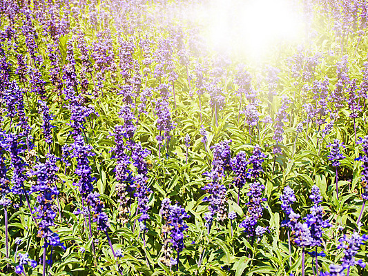 포토 JPG 해외이미지 식물 꽃 꽃무늬 밭 농업 자연 풍경 사람없음 야외 초록색 여름 파란색 컬러풀 태양 정원 보라색 시골 개화 허브 제비꽃 향기 아로마 아로마테라피 라벤더 내추럴 프로방스 해외202004 해외포토 자연요소 계절 산업 컬러 무늬 생태계 냄새 테라피 파일형식 이미지허브