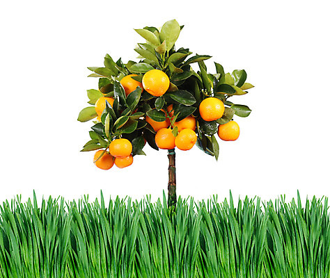 포토 JPG 해외이미지 나무 식물 백그라운드 잎 밭 농업 오렌지 자연 잔디 사람없음 초록색 환경 정원 성장 땅 에코 원예 장면 고립 뒤뜰 땅바닥 진짜 해외202004 해외포토 산업 컬러 과일 바닥 취미 생태계 파일형식 이미지허브